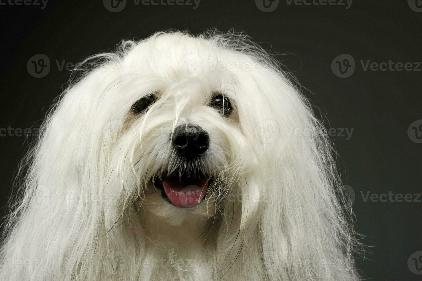 Portrait of an adorable Maltese photo