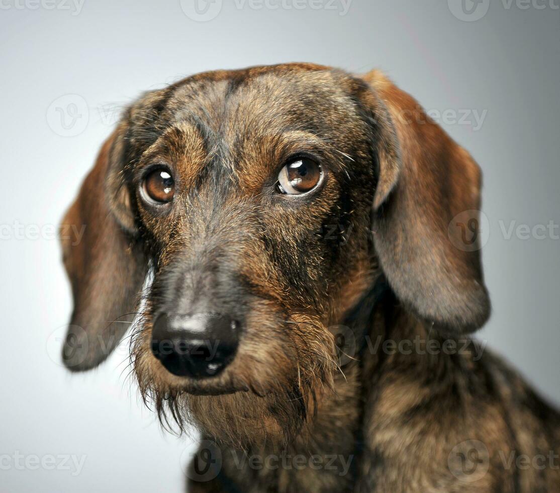 wired hair dachshund portait in gray studio photo