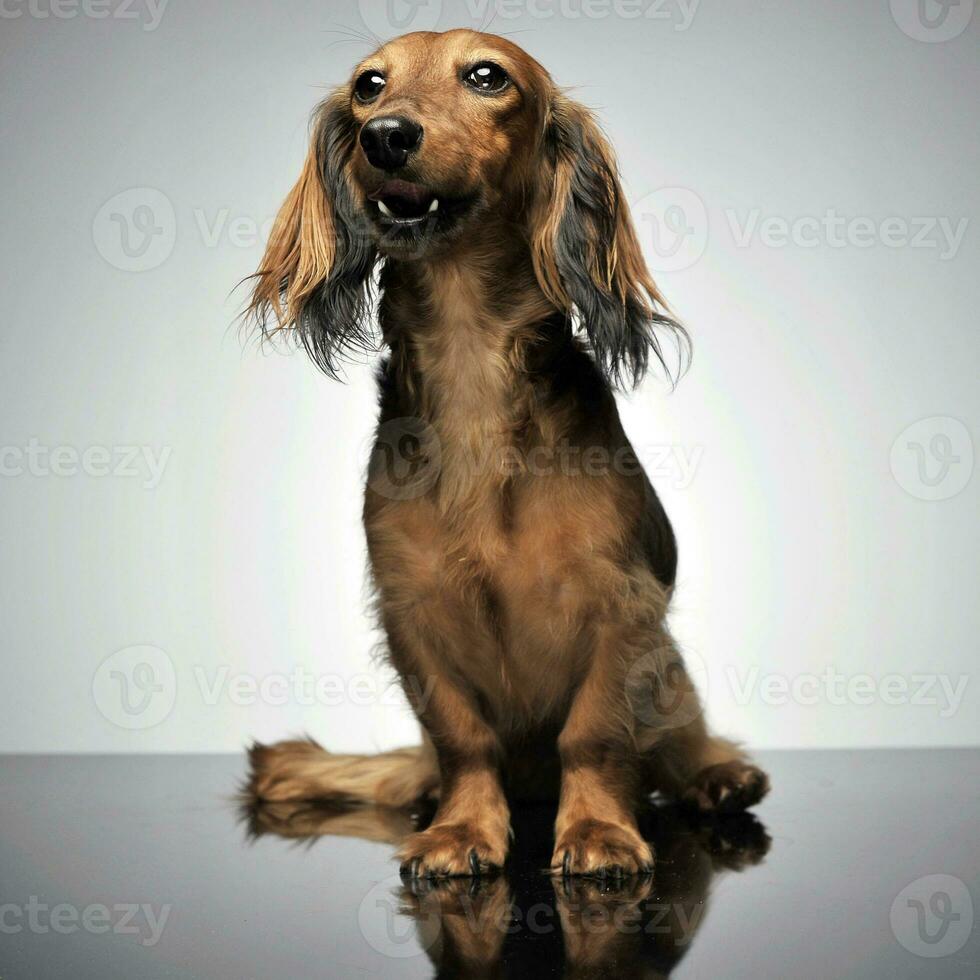 nice long hair dachshund sitting in gray background photo