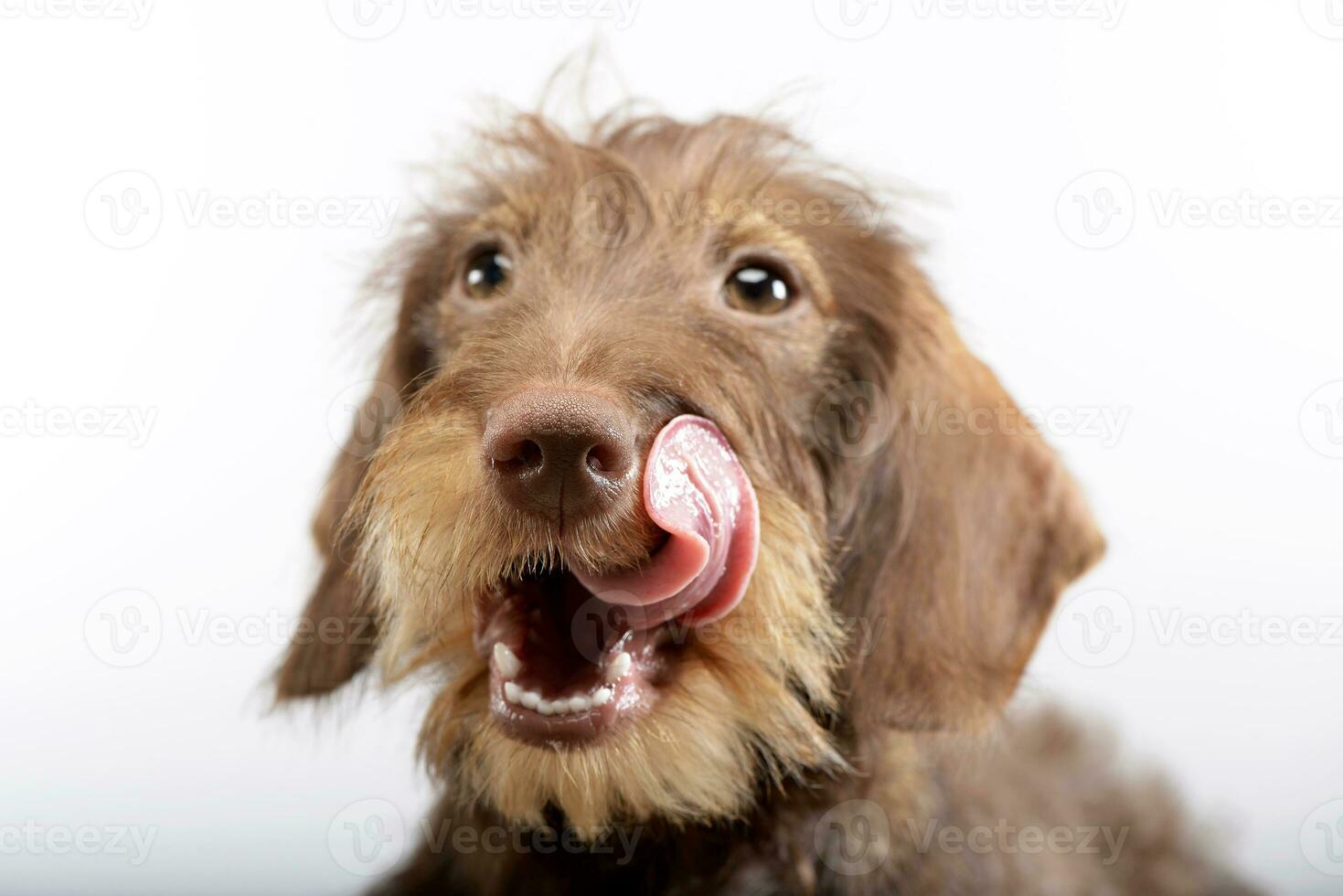 Portrait of an adorable Dachshund photo