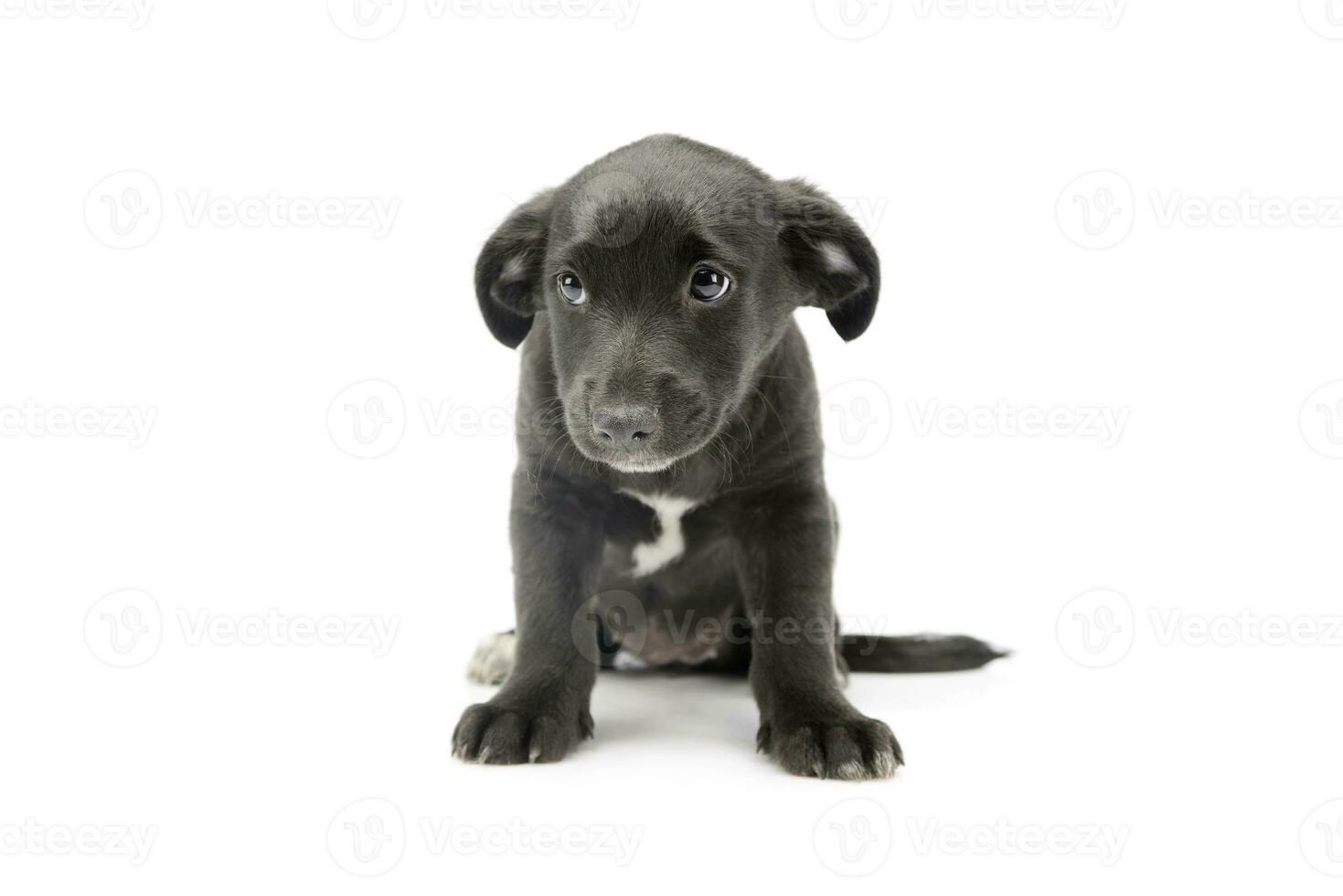 Studio shot of an adorable mixed breed puppy photo