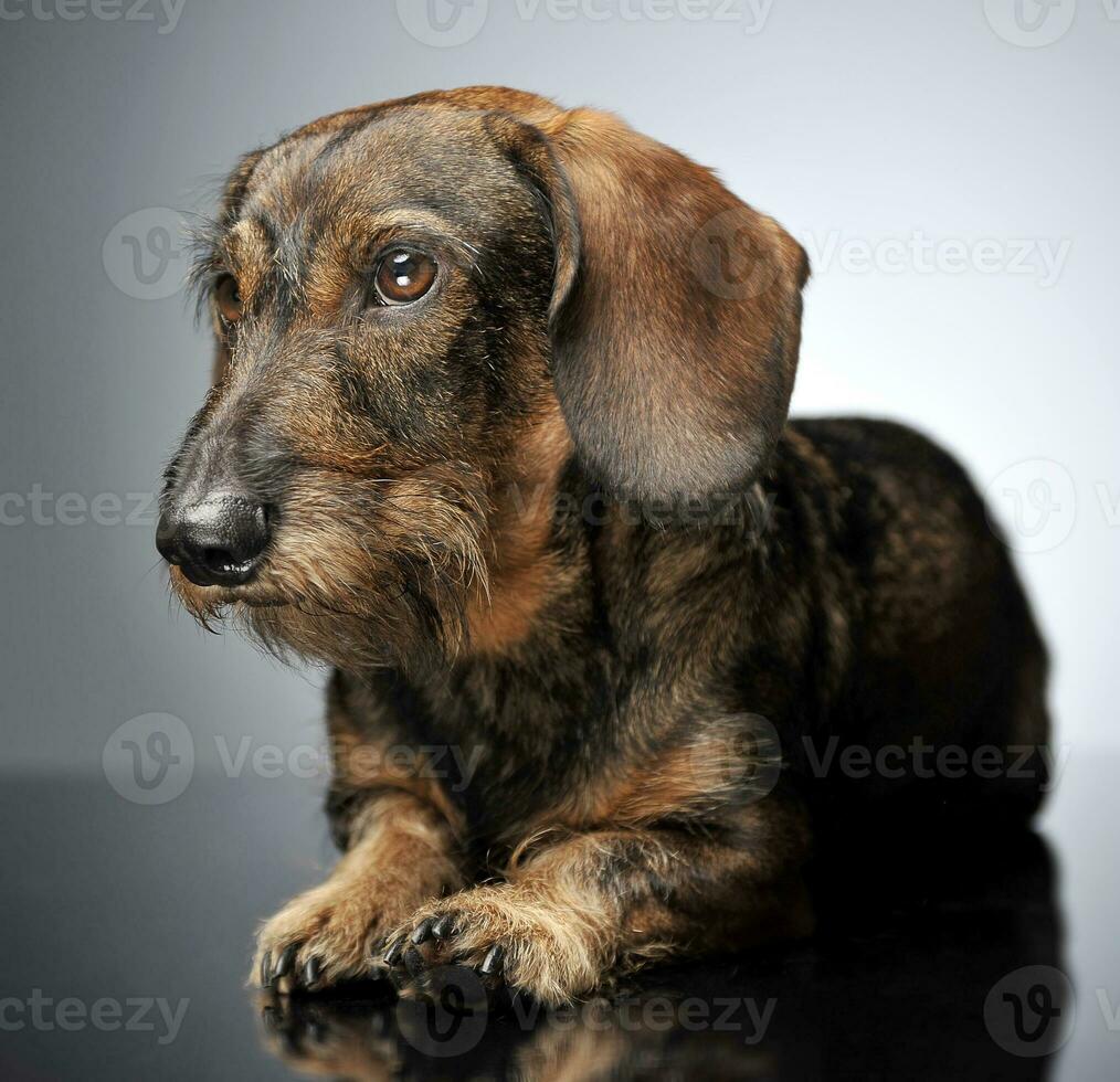 wired hair dachshund relaxing in gray studio photo