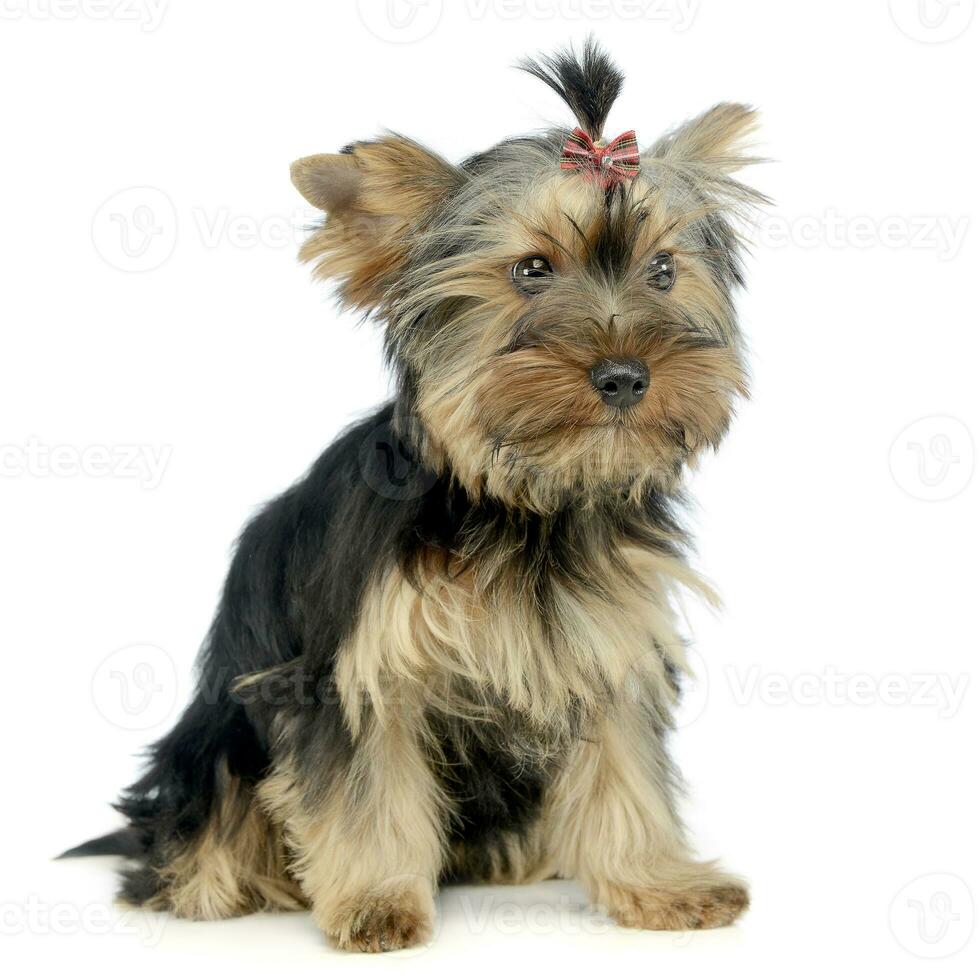 Puppy yorkhsire terrier sitting in white background photo