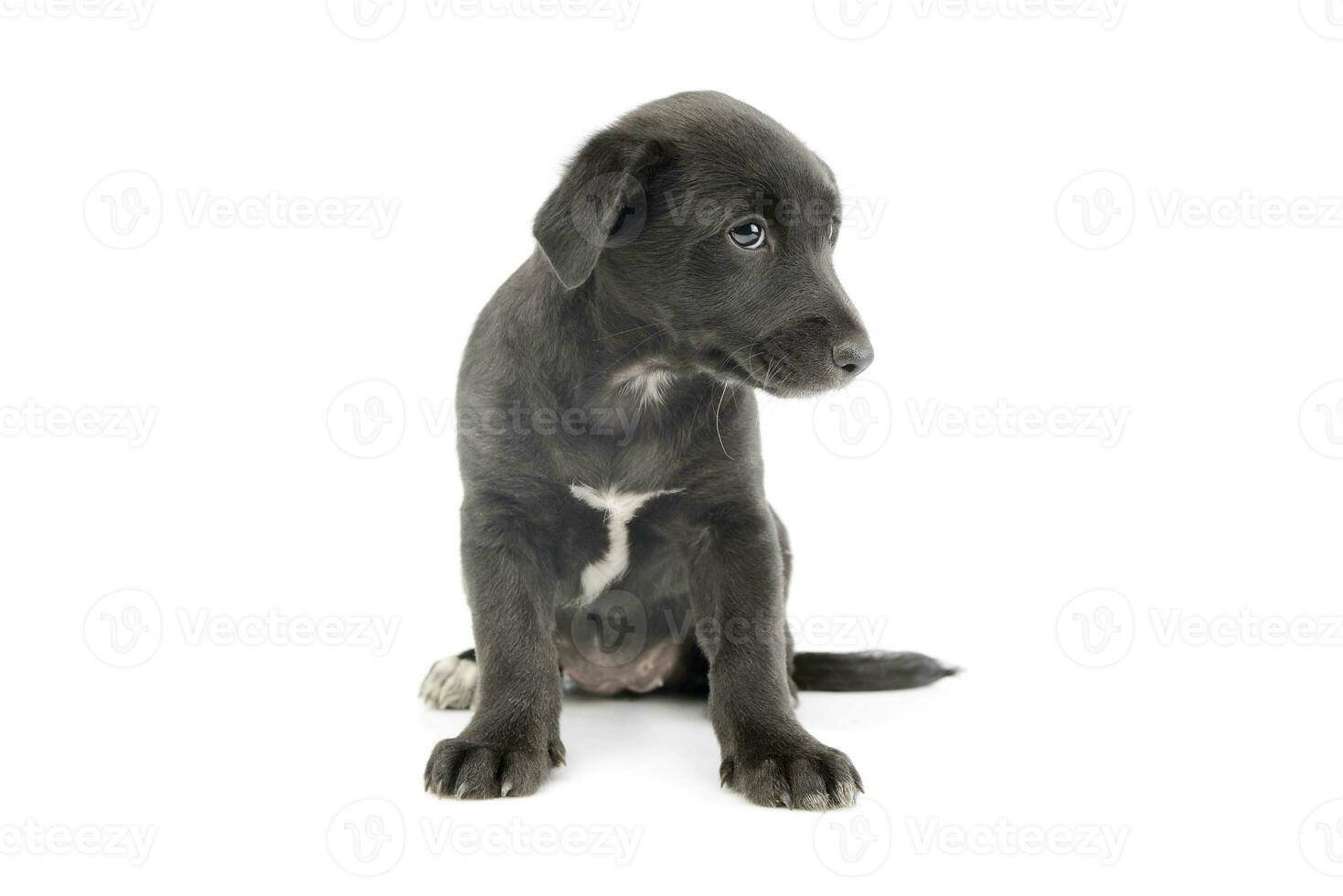 Studio shot of an adorable mixed breed puppy photo