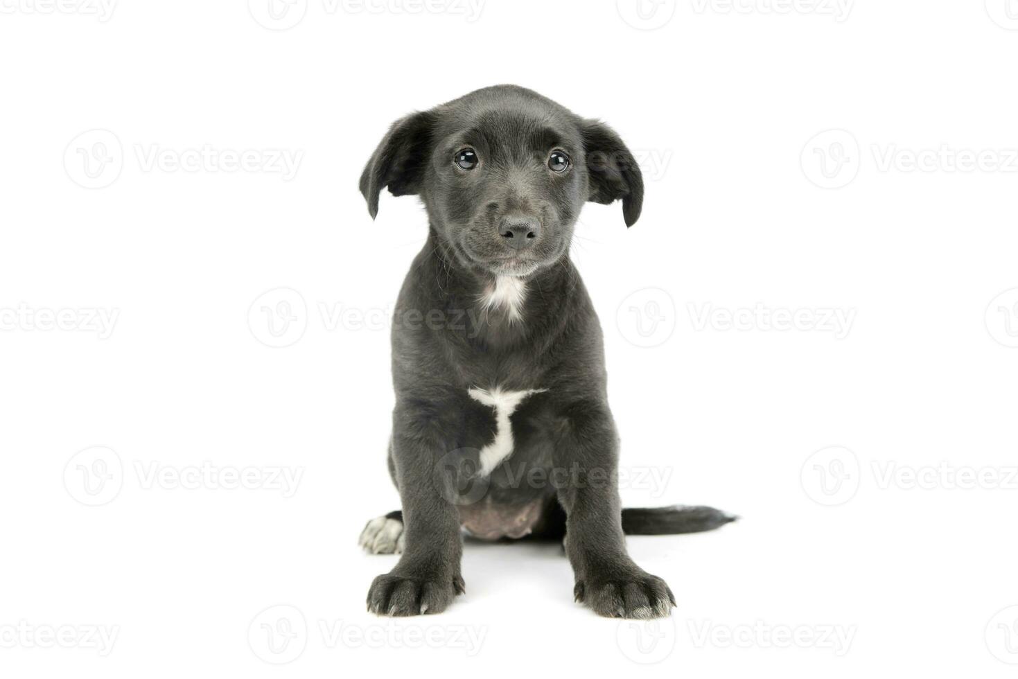 Studio shot of an adorable mixed breed puppy photo