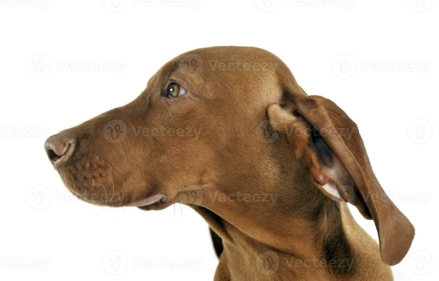 puppy hungarian vizsla side portrait in white studio photo