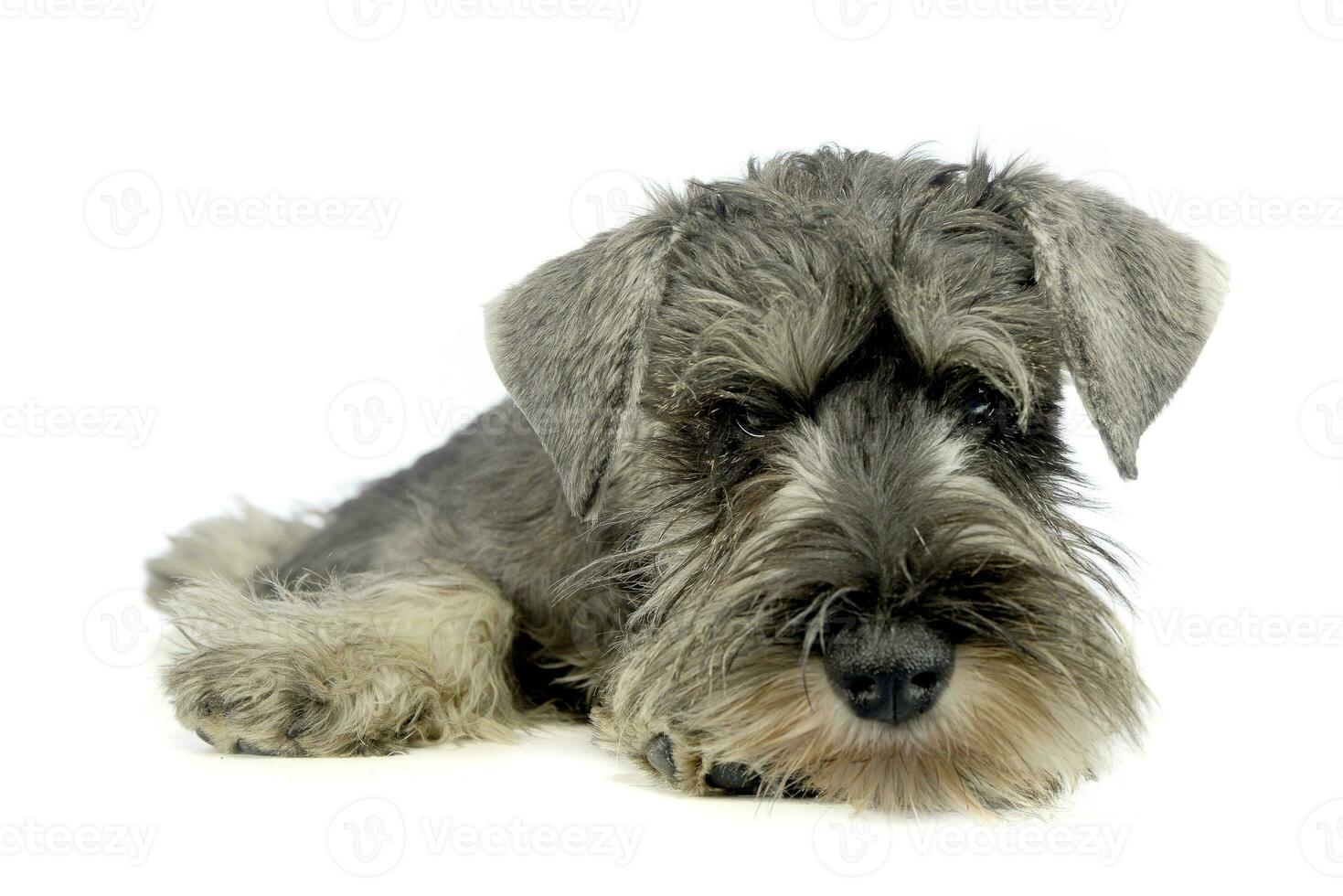 puppy schnauzer lying in a white photo studio