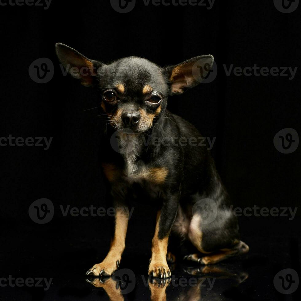 Studio shot of an adorable short haired Chihuahua photo