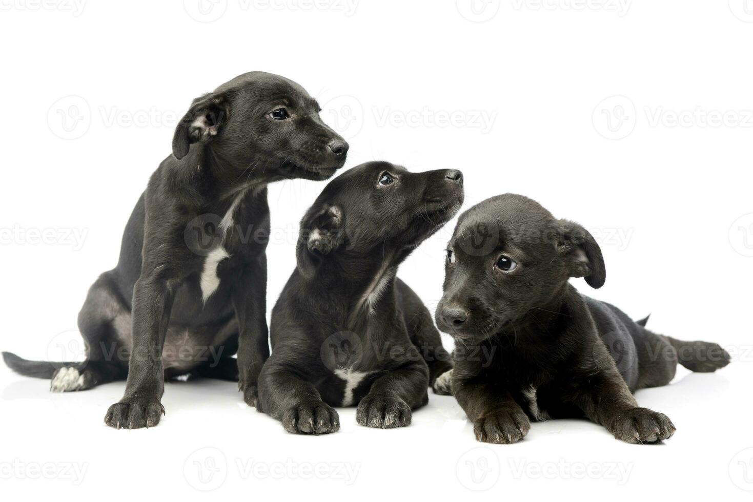 Studio shot of three cute Mixed breed dog puppy photo