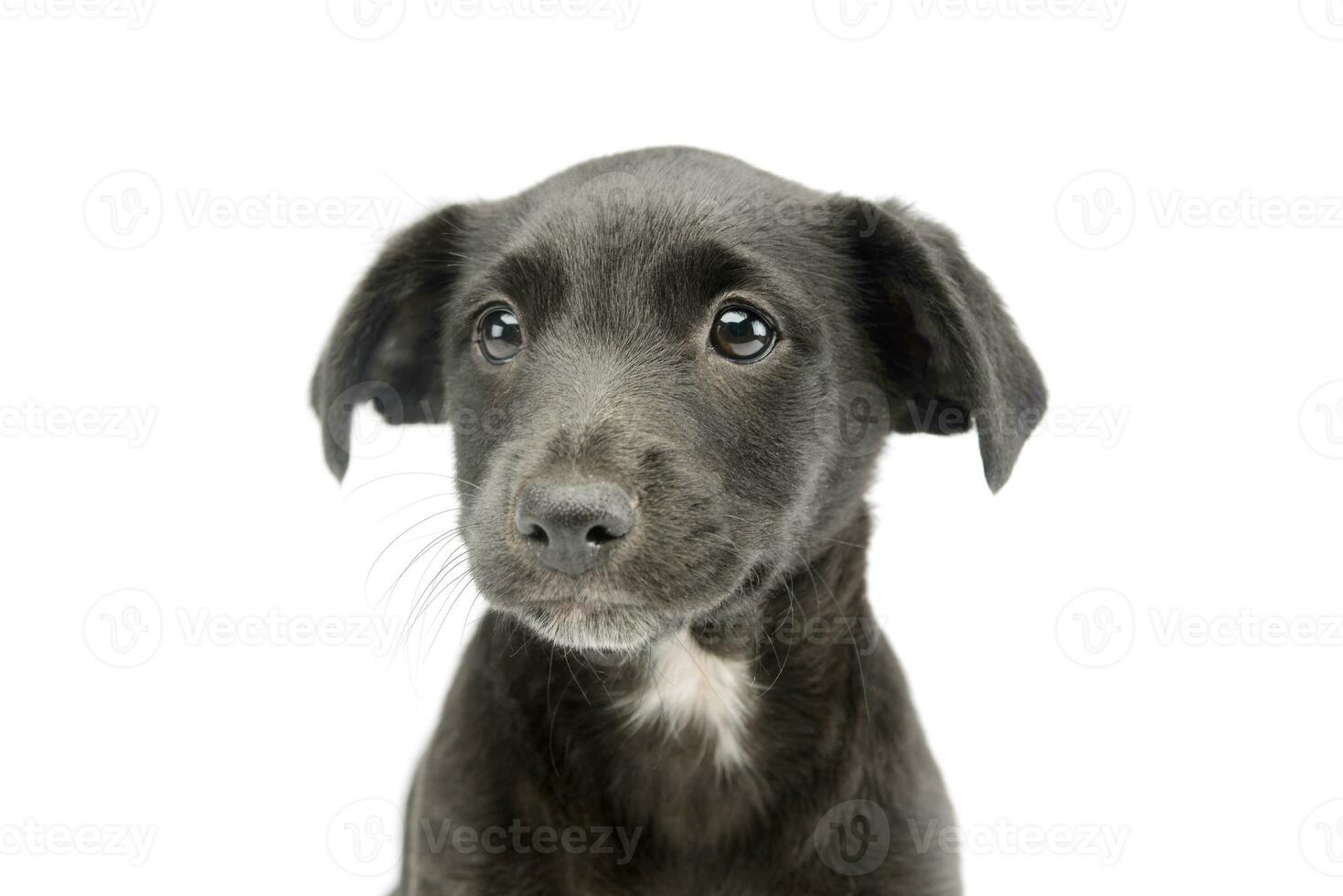 Portrait of an adorable mixed breed puppy photo