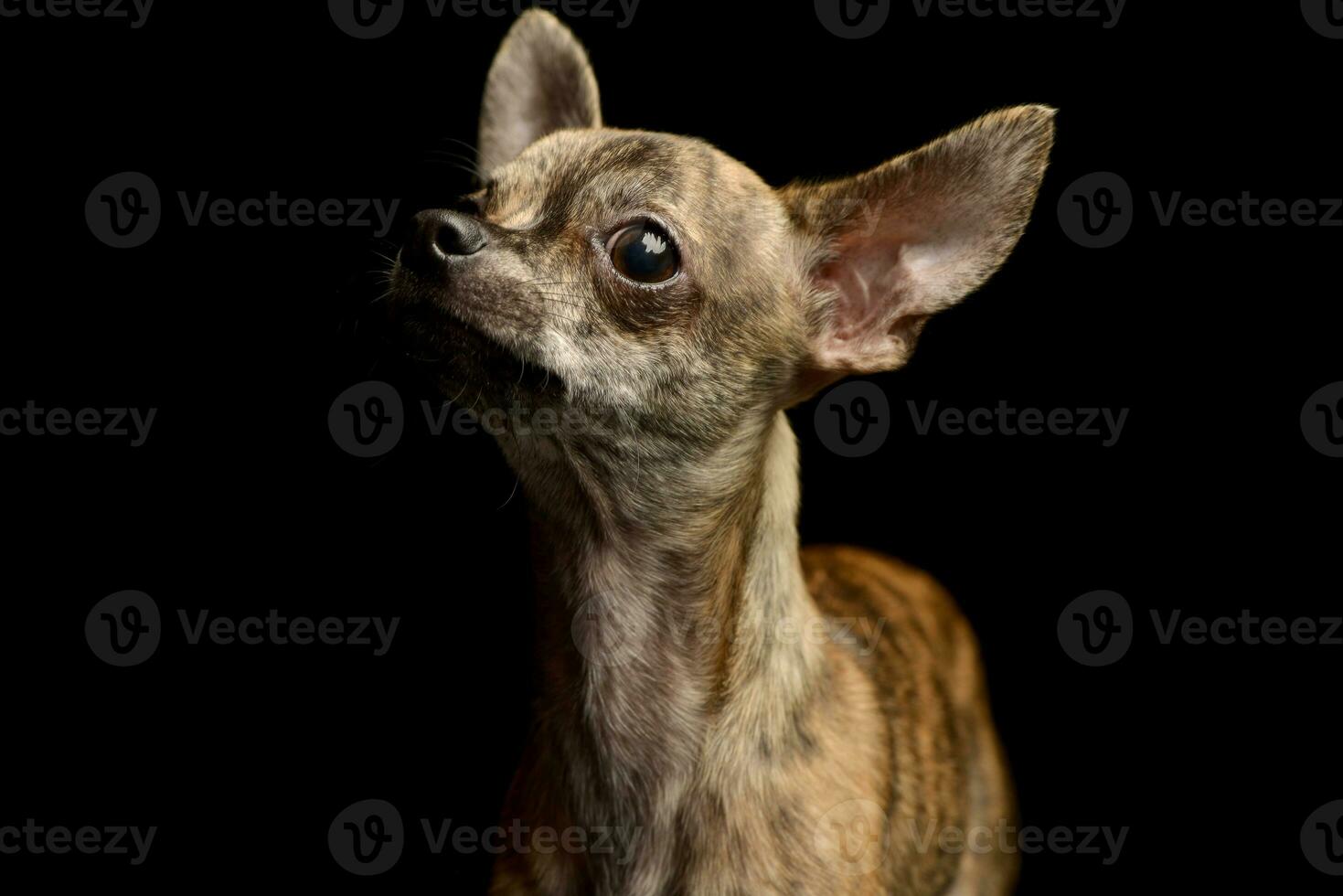 Portrait of an adorable short haired Chihuahua photo