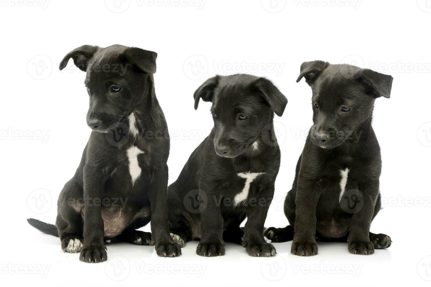 Studio shot of three cute Mixed breed dog puppy photo