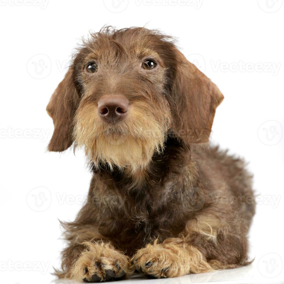 Studio shot of an adorable Dachshund photo