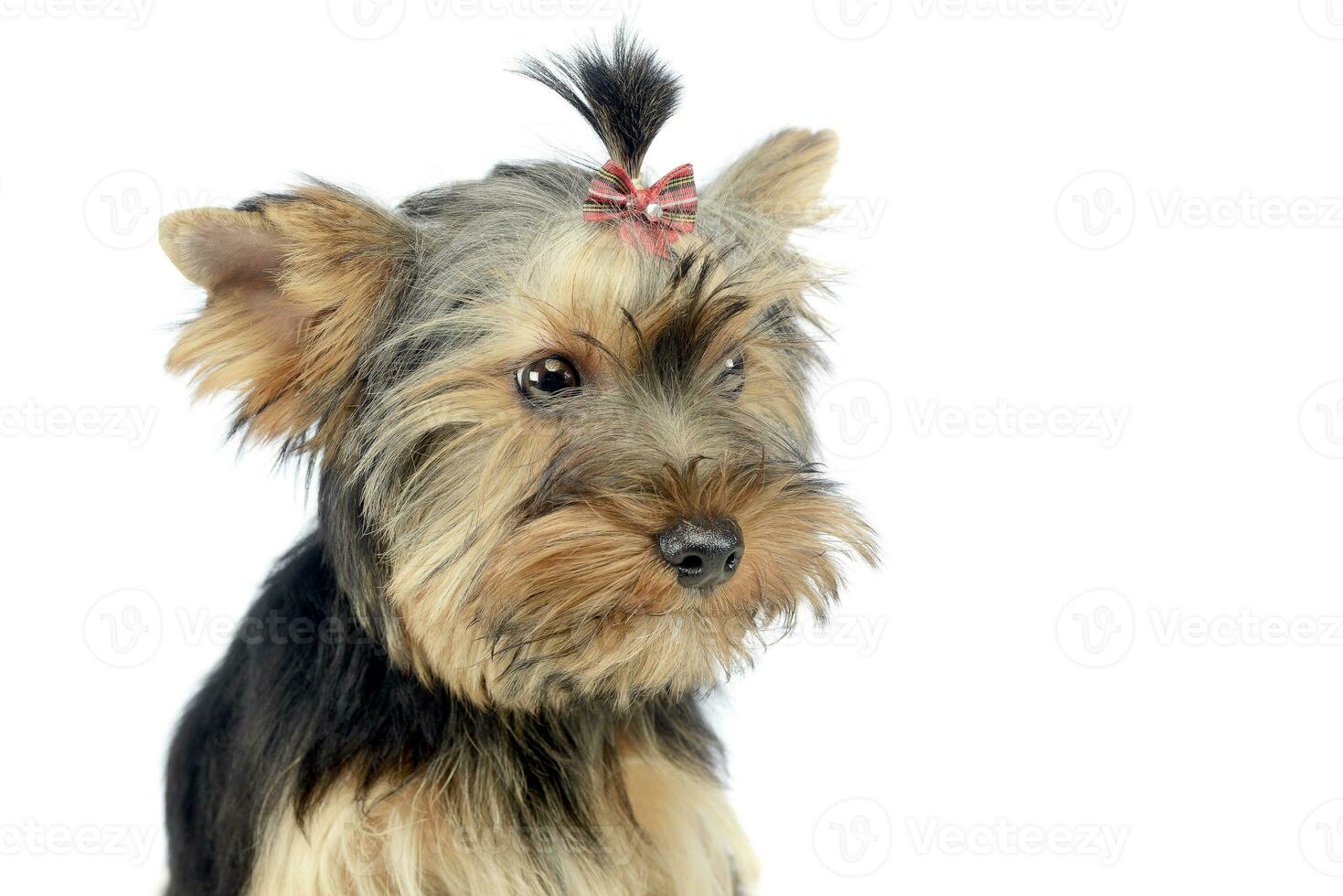 Puppy yorkhsire head terrier in white background photo