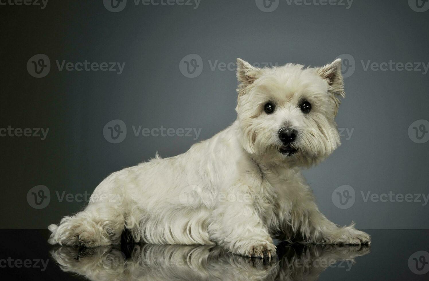 estudio Disparo de un adorable Oeste tierras altas blanco terrier acostado y mirando curiosamente a el cámara foto