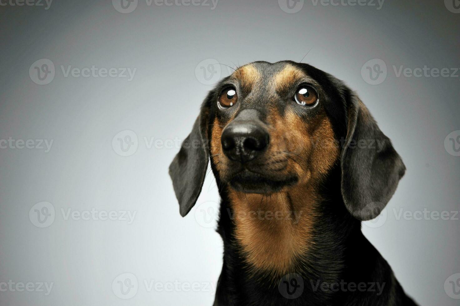 Portrait of an adorable Dachshund looking up curiously photo