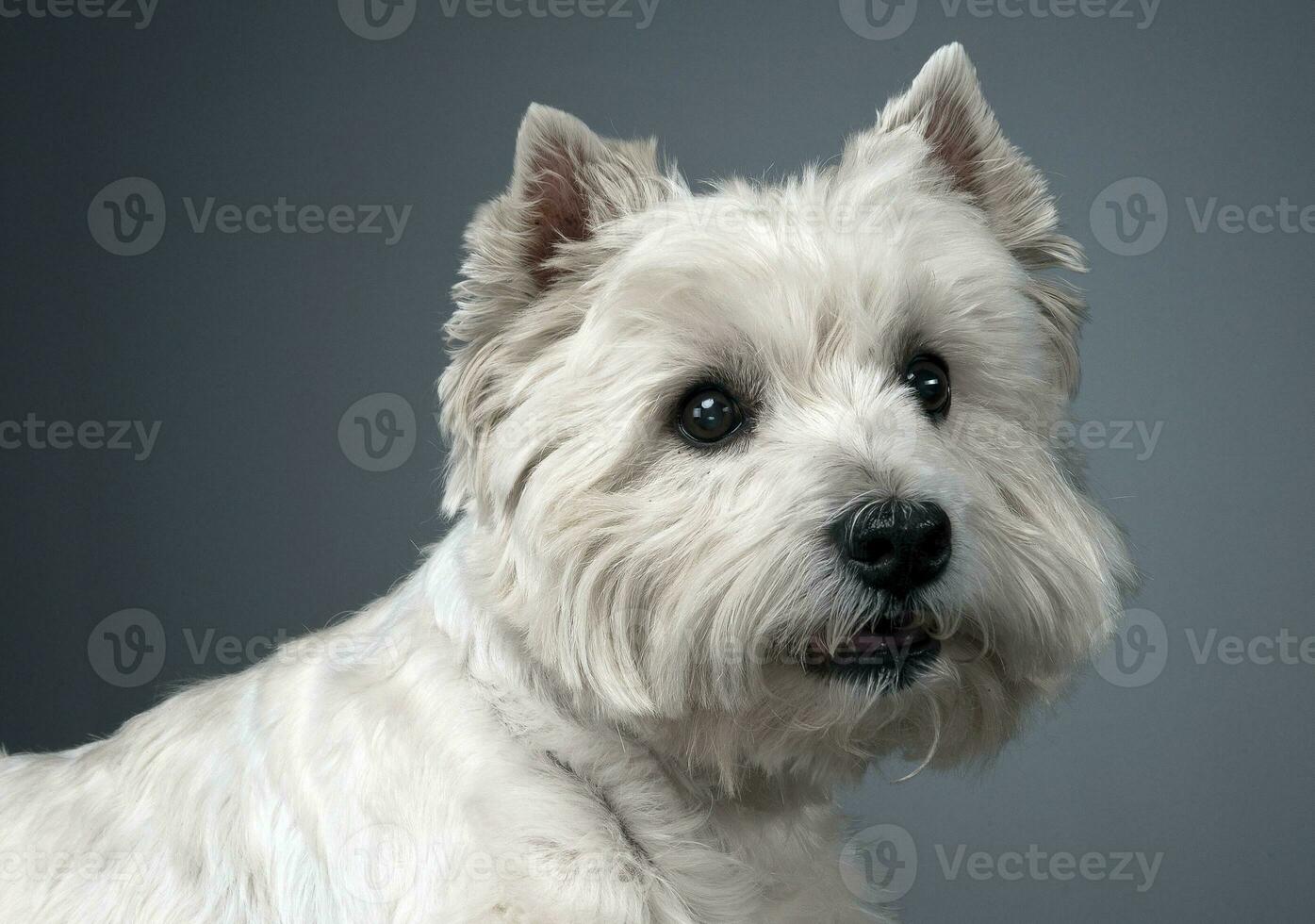 blanco Oeste tierras altas terrier retrato en estudio foto