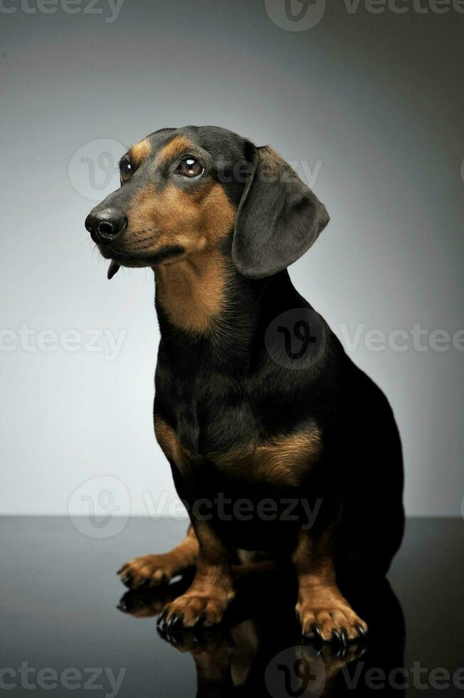 Portrait of an adorable Dachshund looking curiously photo