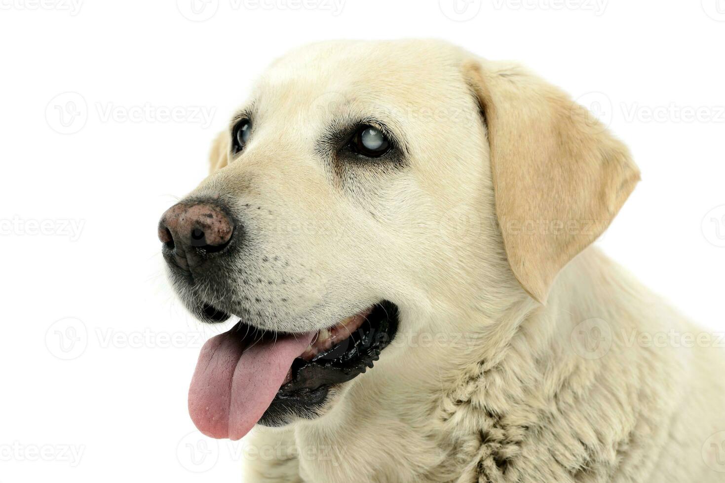 Portrait of an adorable blind Labrador retriever photo