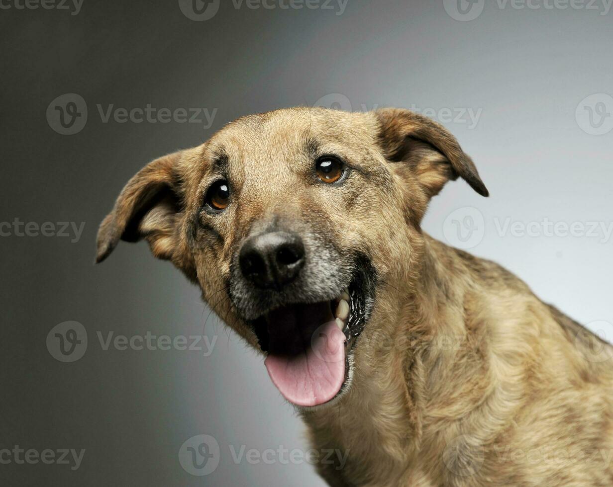 Portrait of an adorable mixed breed dog looking curiously at the camera photo