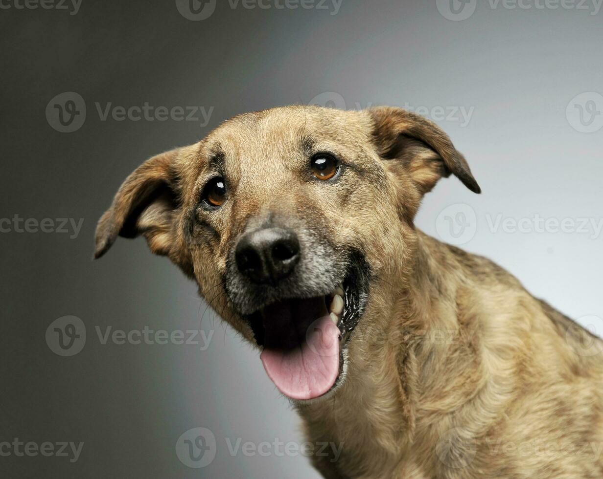 retrato de un adorable mezclado raza perro mirando curiosamente a el cámara foto