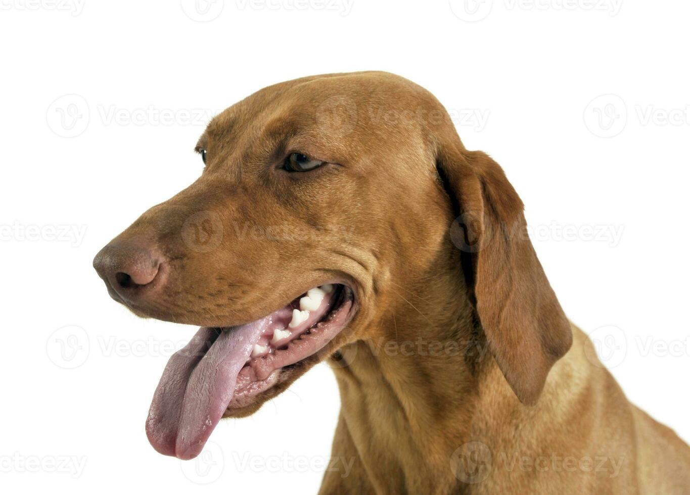 Hungarian vizsla portrait in a white photo studio