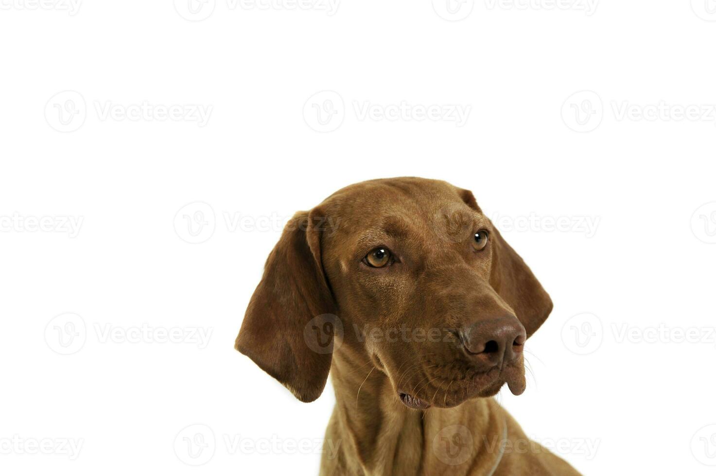 Portrait of an adorable magyar vizsla looking curiously photo