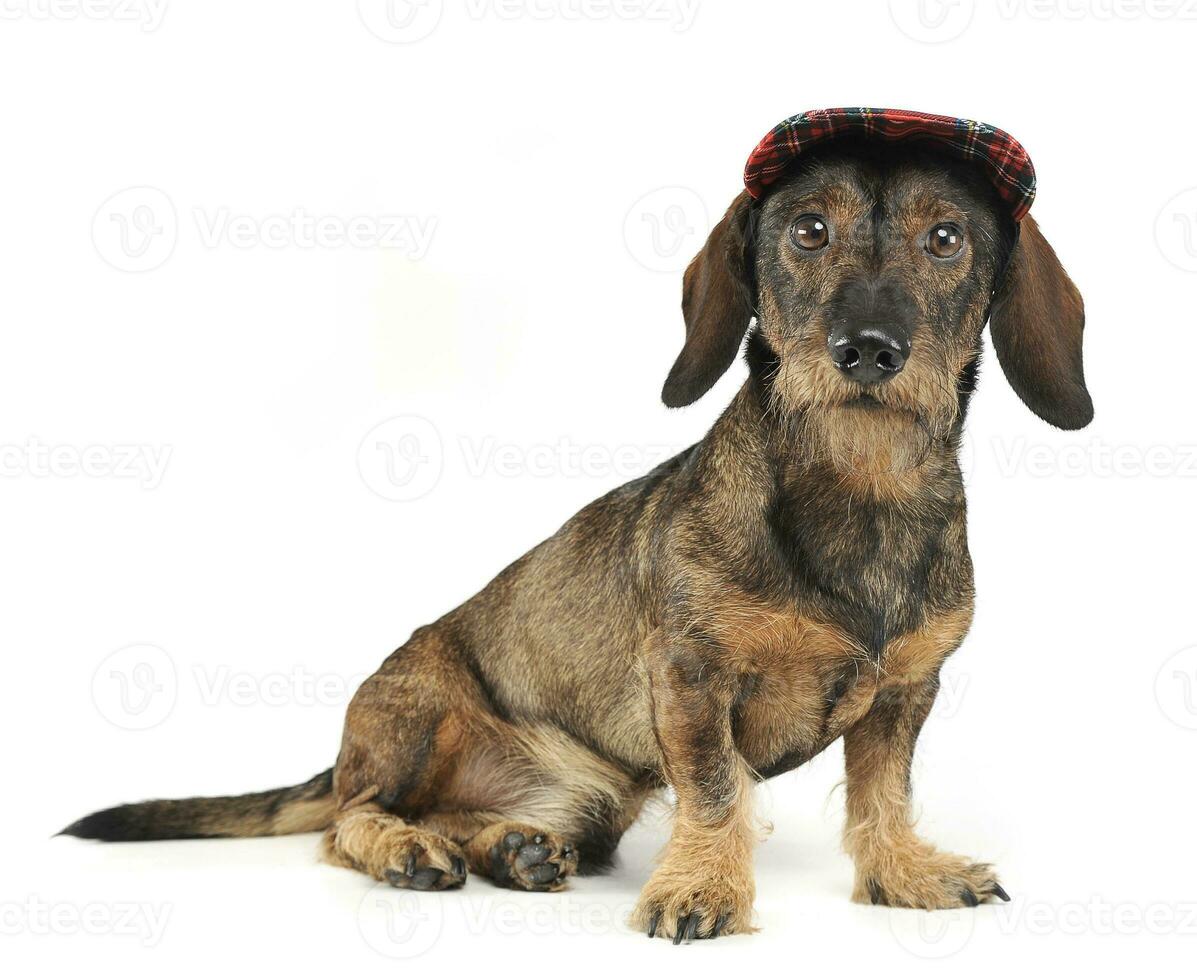 wired hair dachshund with a cap sitting in white studio photo