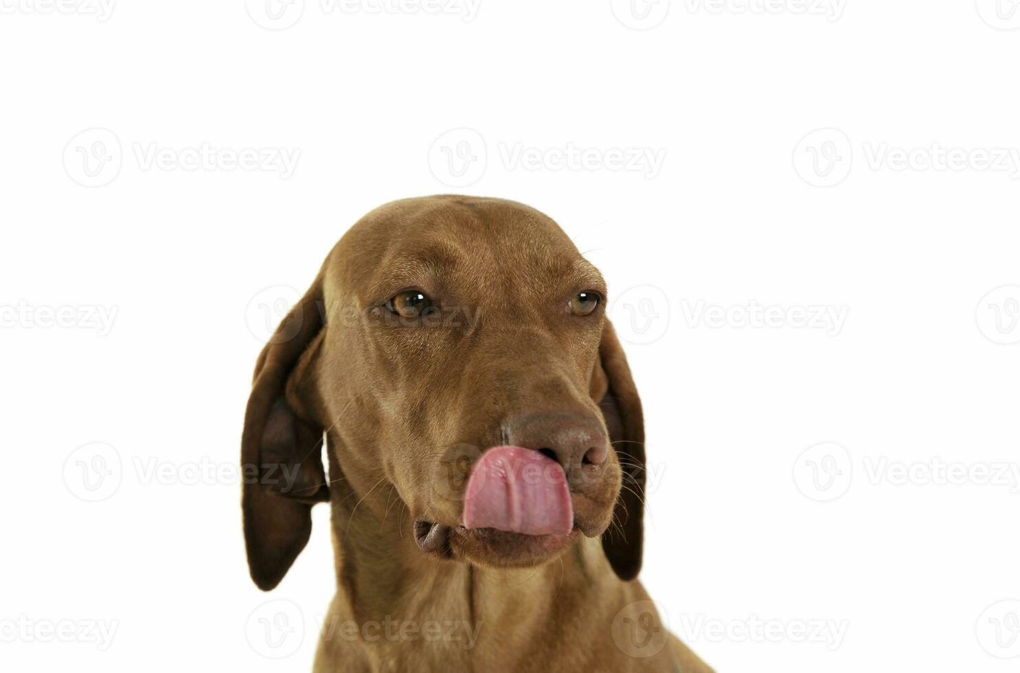 Portrait of an adorable magyar vizsla licking her lips photo