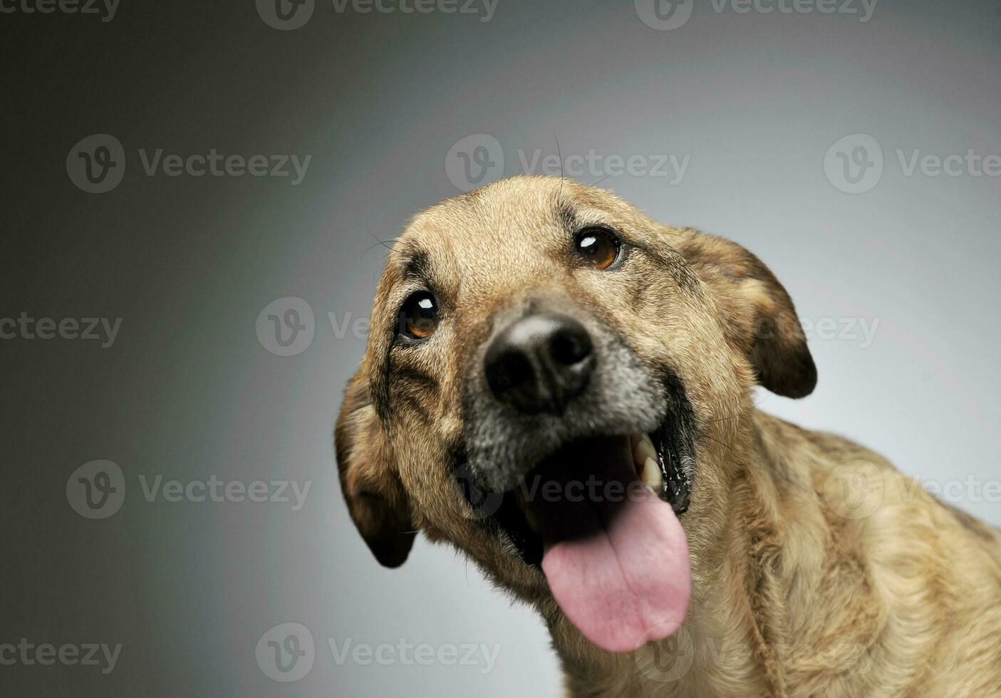 Portrait of an adorable mixed breed dog looking curiously at the camera photo