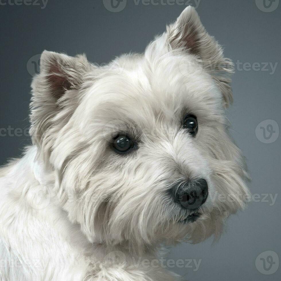 white west highland terrier portait in studio photo