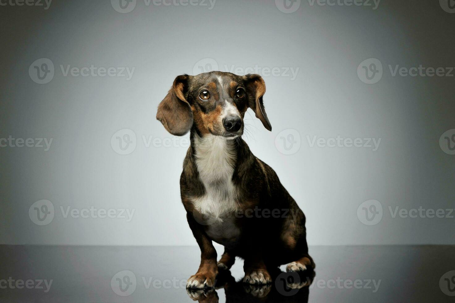Studio shot of an adorable mixed breed dog with long ears looking curiously photo