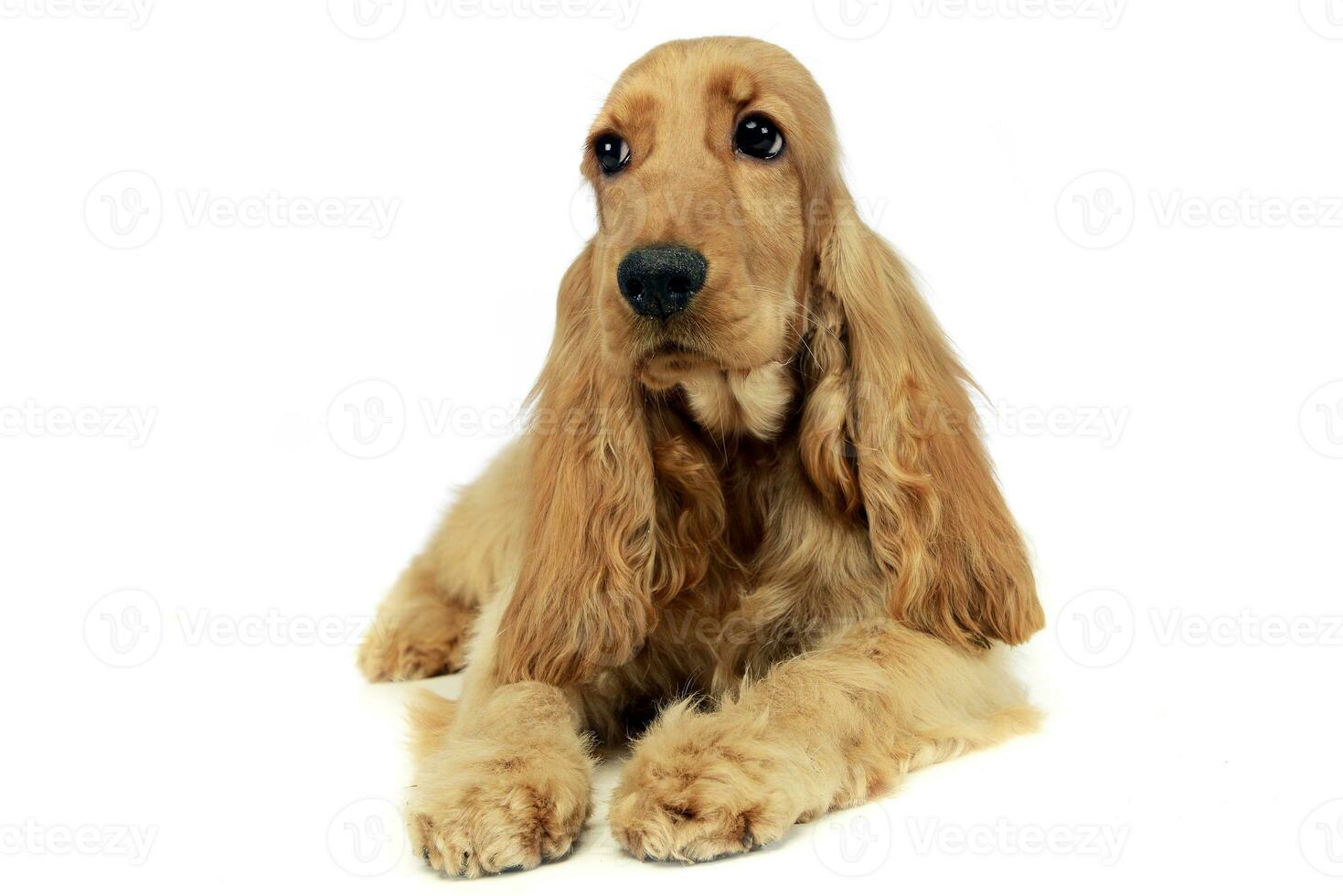 young afraid spaniel in a white photo studio