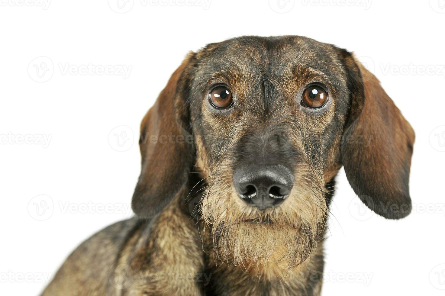 Portrait of an adorable wired haired Dachshund looking curiously at the camera photo