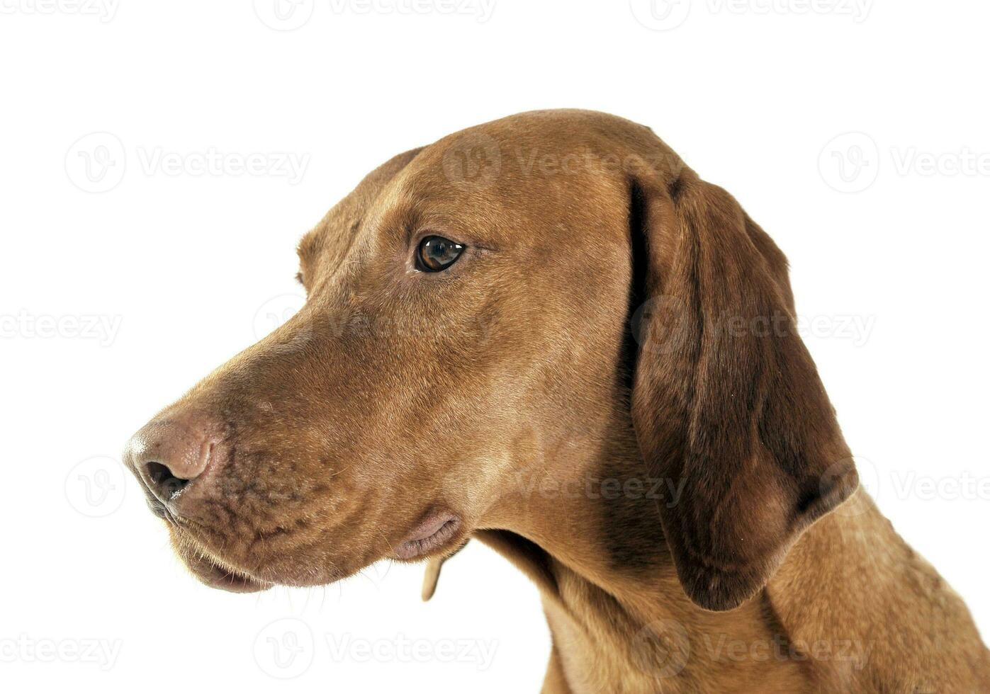 Hungarian vizsla portrait in a white photo studio