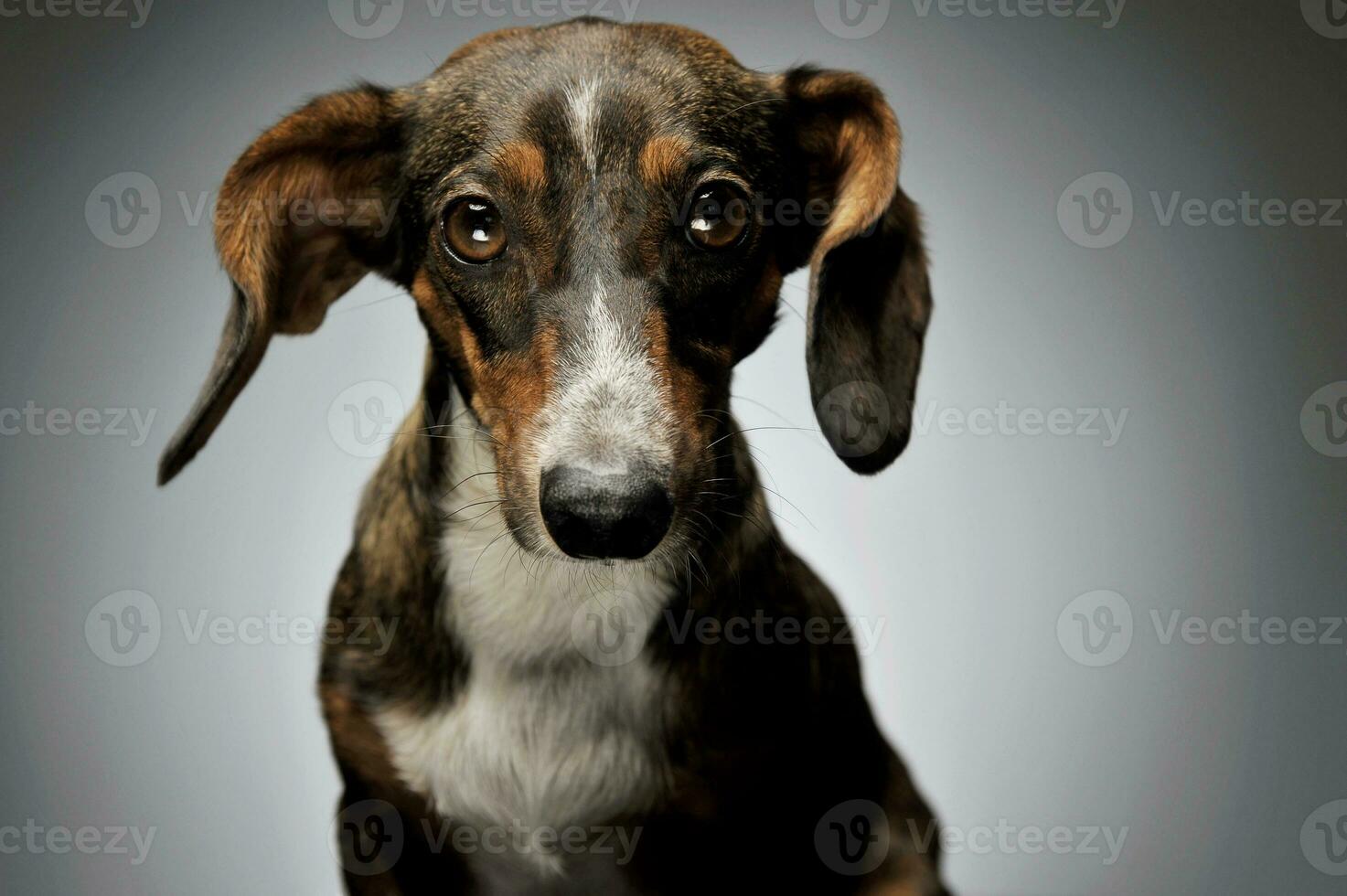 Portrait of an adorable mixed breed dog with long ears looking curiously at the camera photo