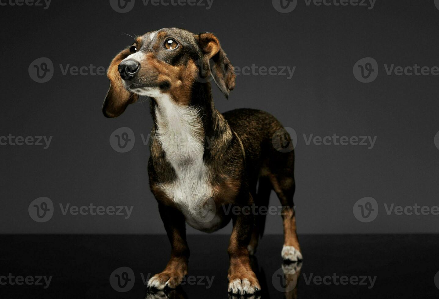 Studio shot of an adorable mixed breed dog with long ears looking up curiously photo