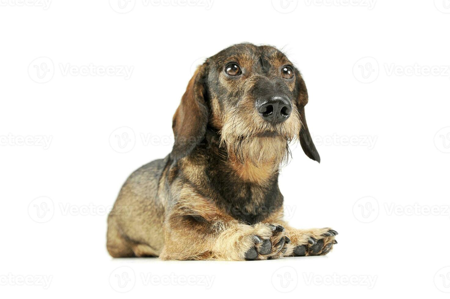 Studio shot of an adorable wired haired Dachshund lying and looking up curiously photo