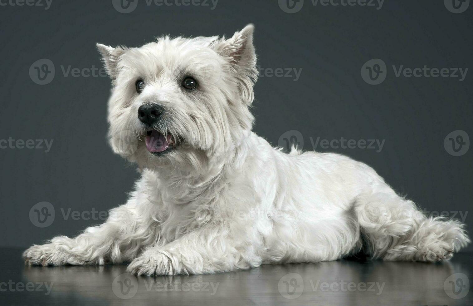 white west highland terrier relaxing in studio photo