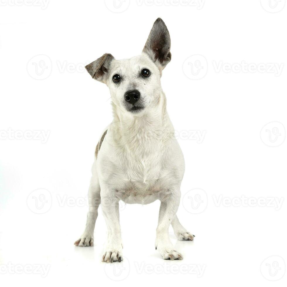 funny ears white dog standing in white background photo