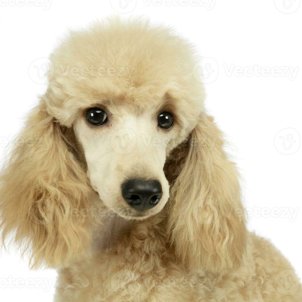 cute poodle portrait in a white studio background photo