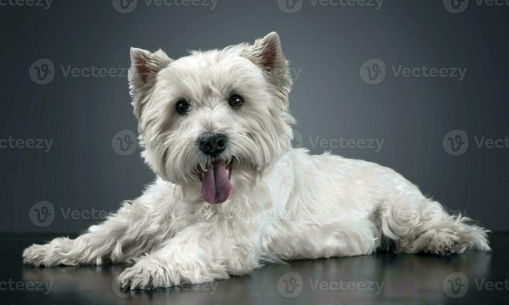 blanco Oeste tierras altas terrier relajante en estudio foto