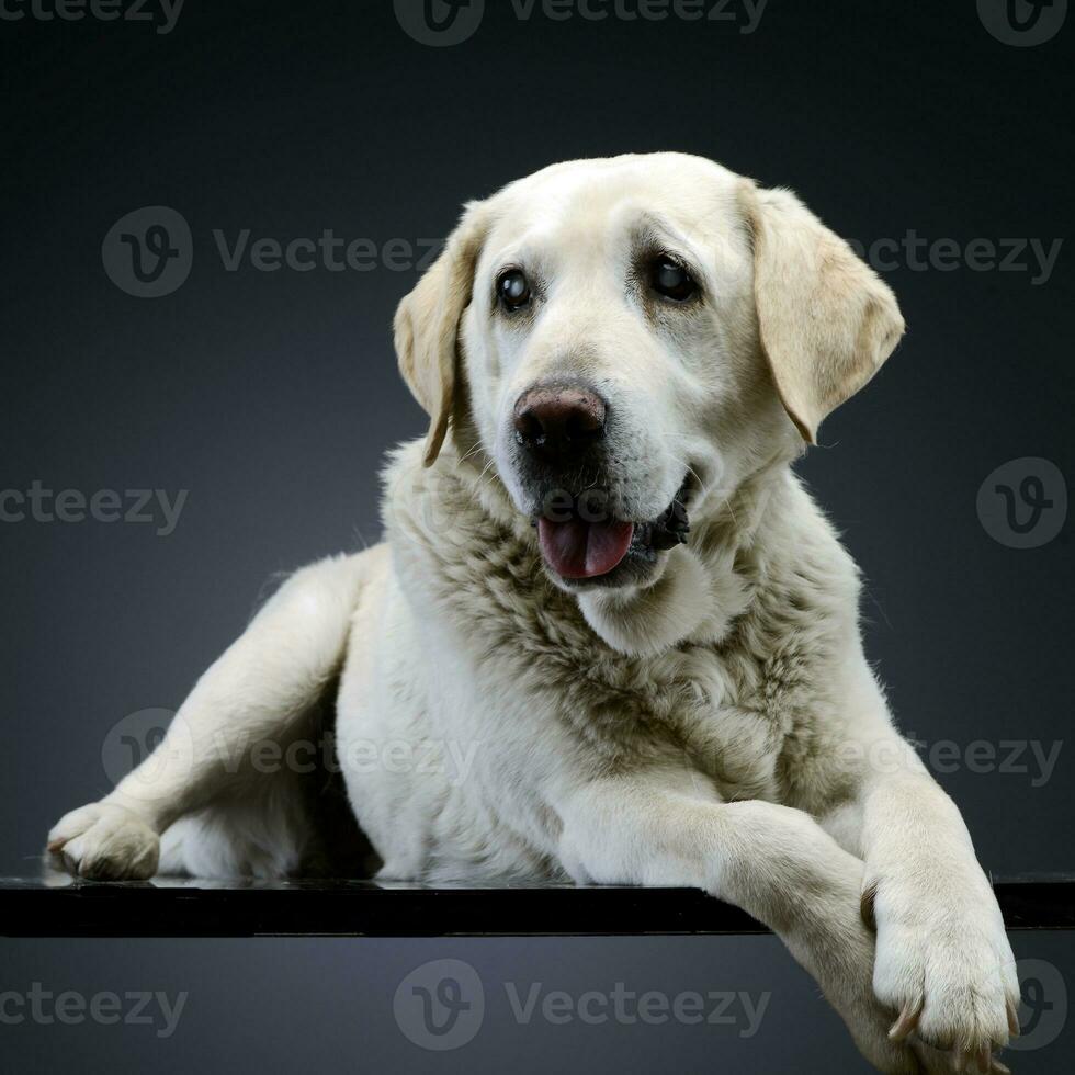 Studio shot of an adorable blind Labrador retriever photo