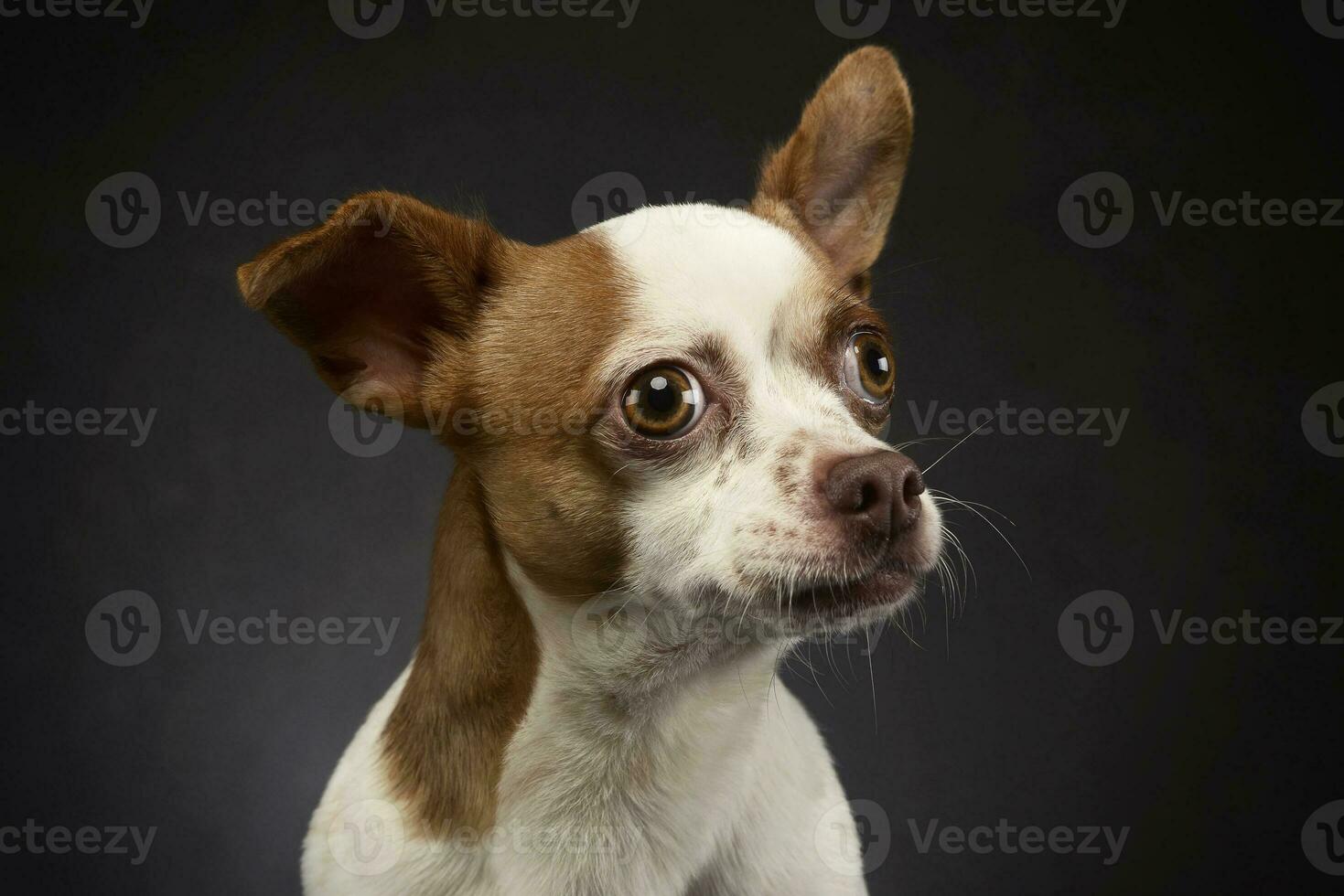 ugly flying ears chihuahua portrait in a gray background photo