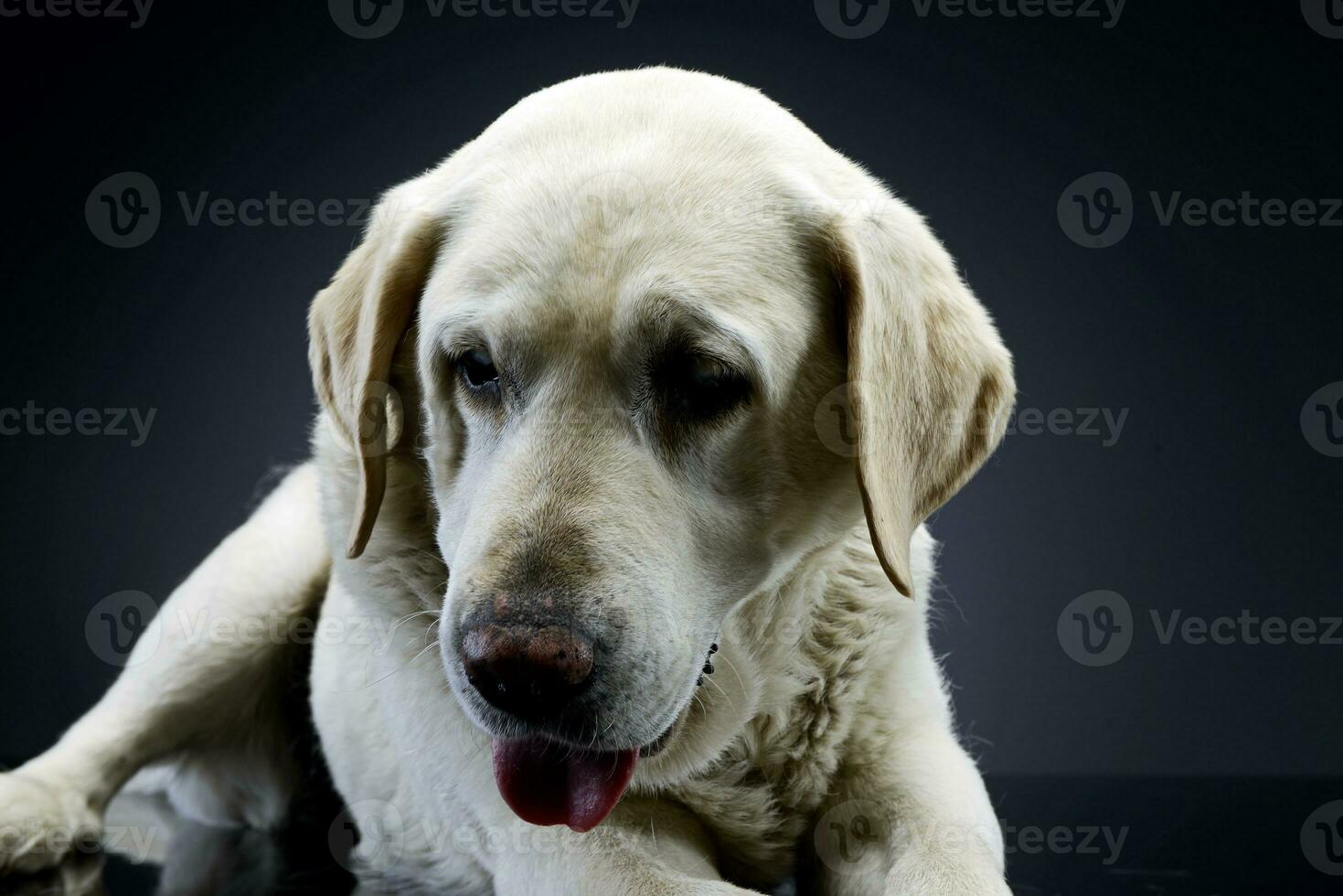 estudio Disparo de un adorable ciego Labrador perdiguero foto