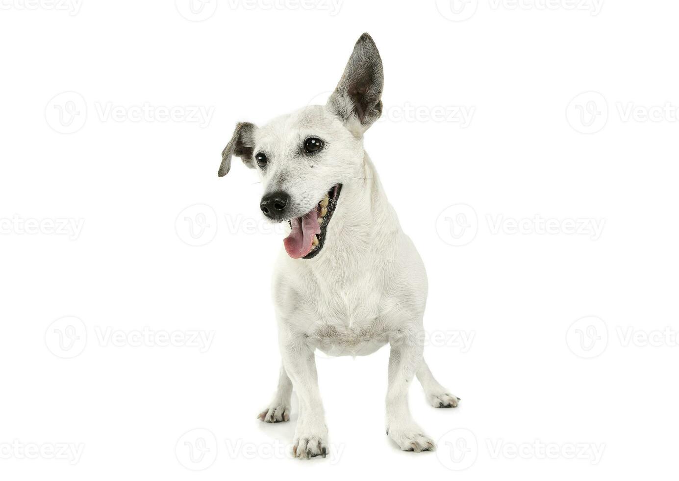 Studio shot of an adorable Jack Russell Terrier standing and looking happy photo
