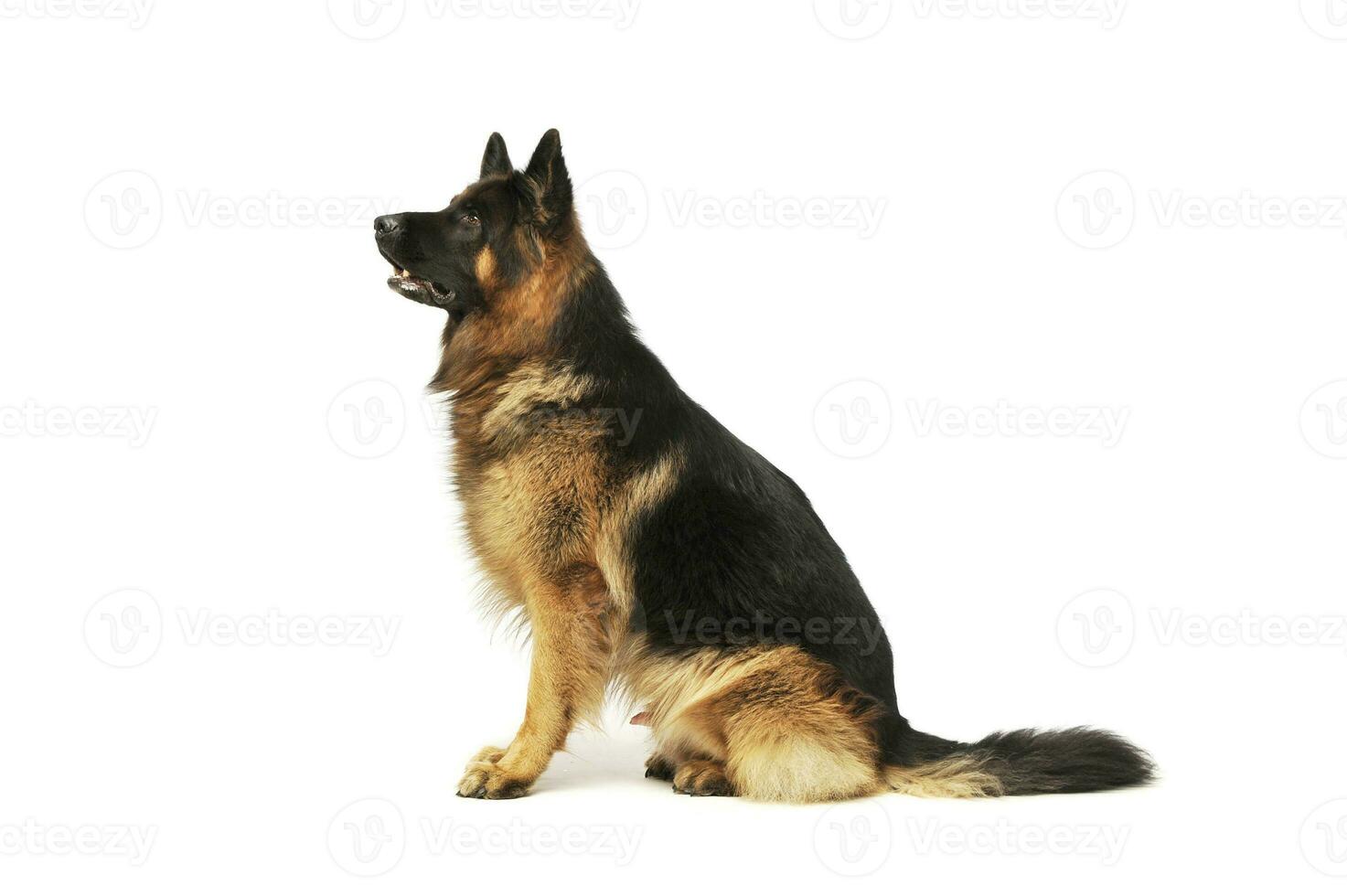 Studio shot of an adorable german shepherd photo