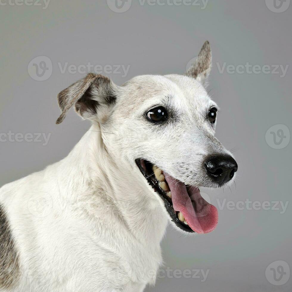 gracioso orejas mezclado raza perro retrato en gris estudio foto