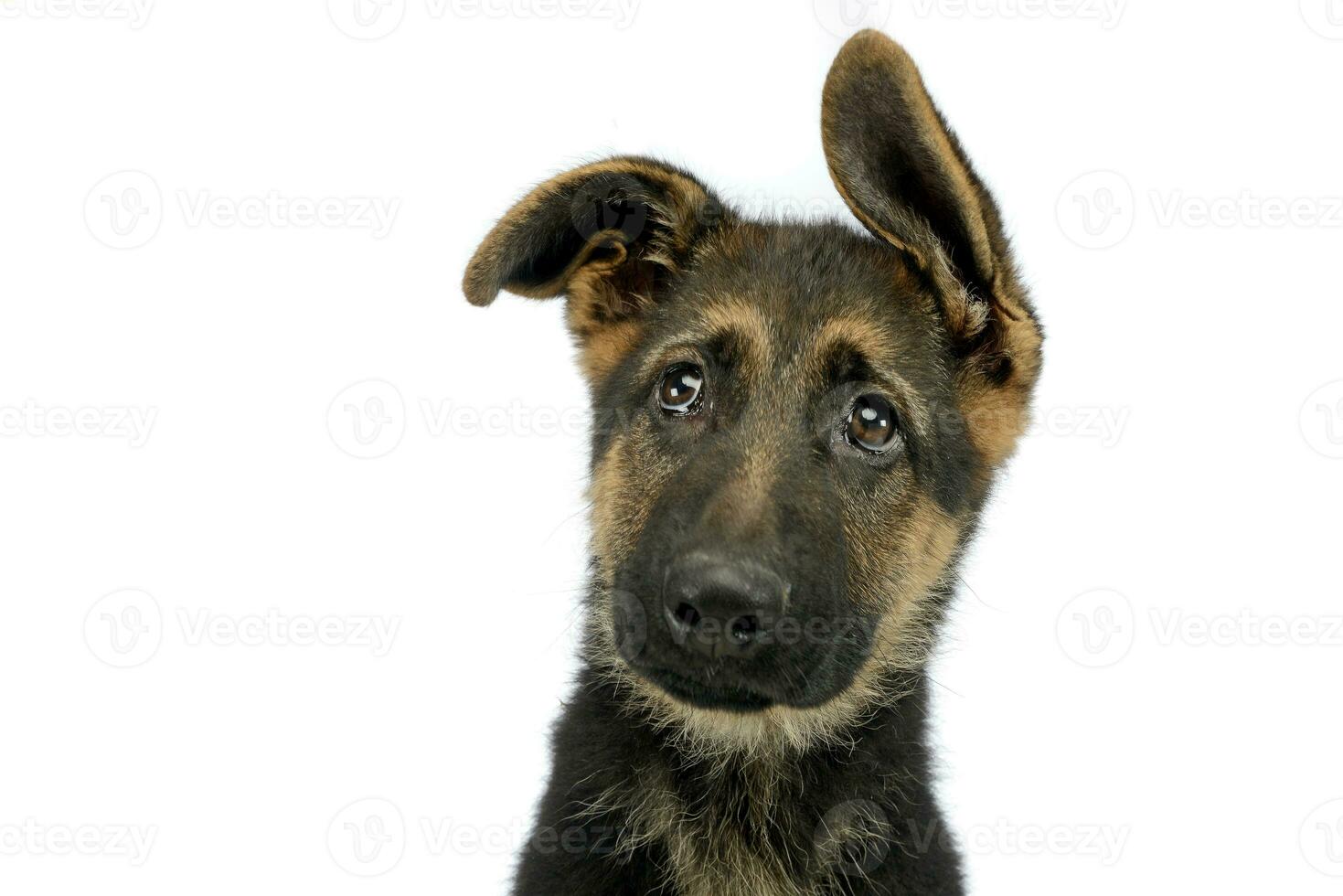 flying ears puppy german shepherd portrait  in a white photo studio