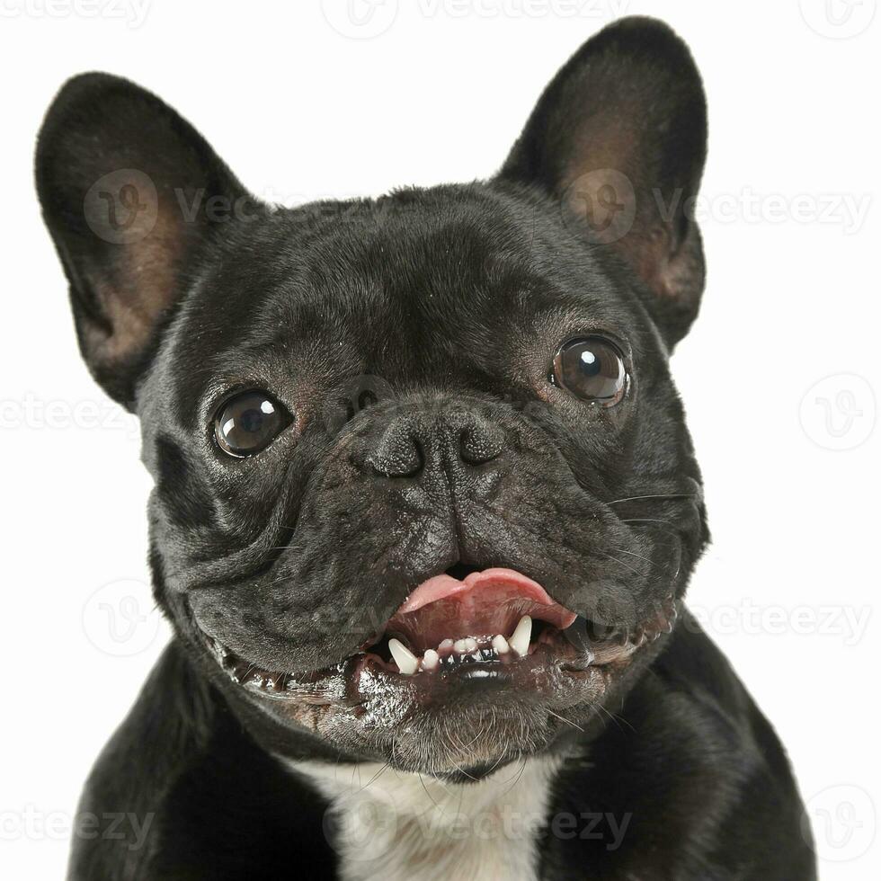 French bulldog portrait in the white studio photo